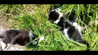 Seven Weeks Old Kittens Playing Each Other In The Backyard
