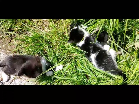 Seven Weeks Old Kittens Playing Each Other In The Backyard