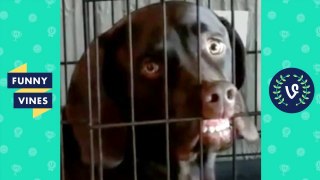 TRY NOT to LAUGH or GRIN - Funny Animals Vines Compilation 2017 _ Funny Vine