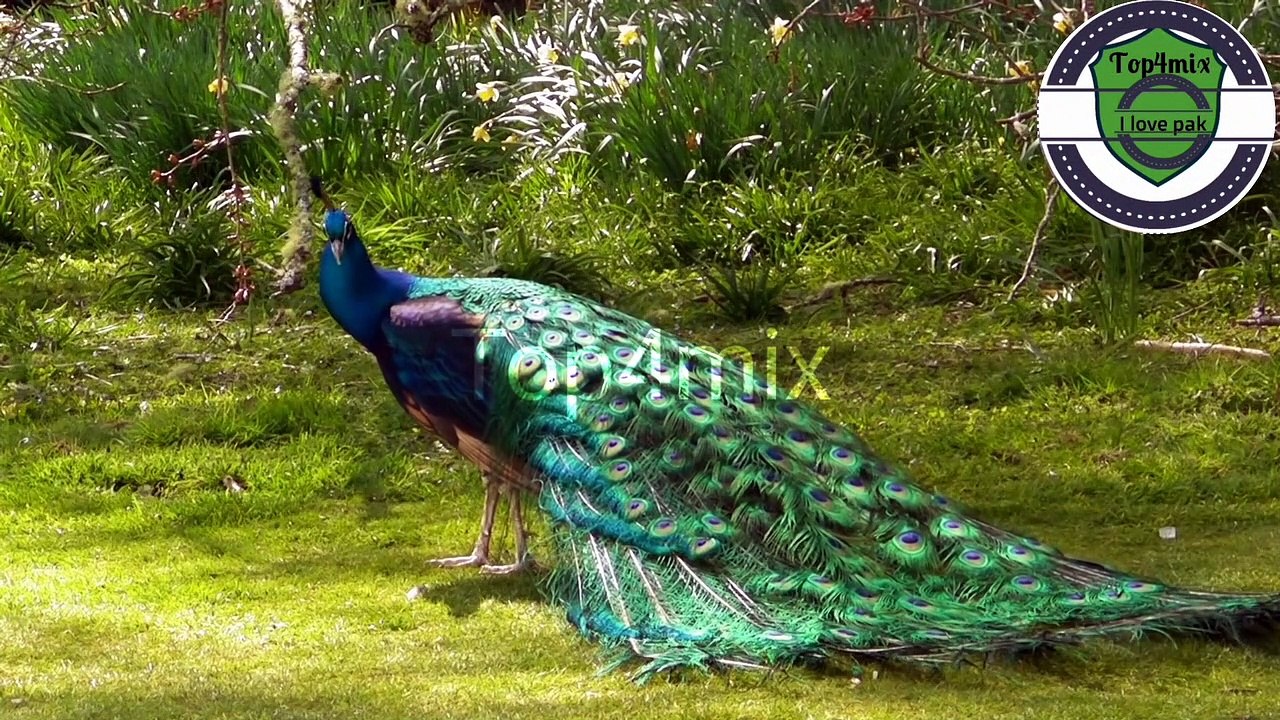 @top4mix ||Peacock