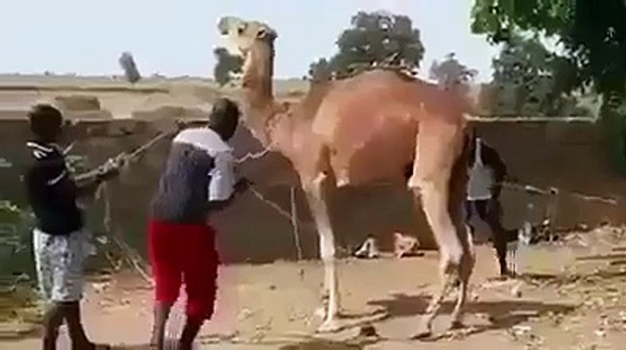 Funny Video 2020