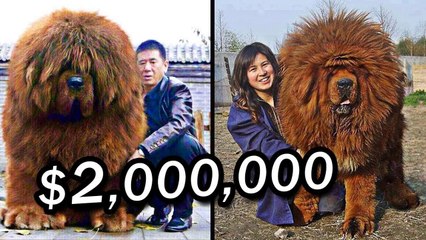 10 Most Expensive Pets In The World