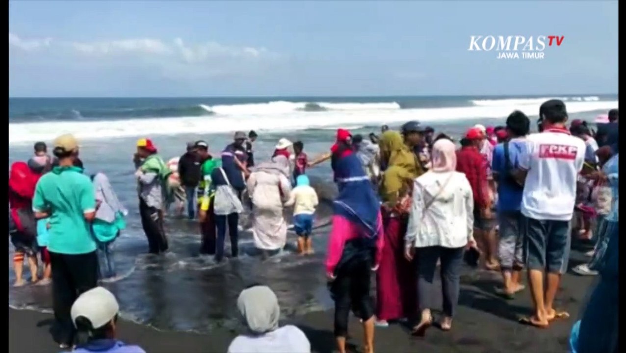 Warga Pesisir Jember Ramai Selfie Dengan Bangkai Hiu Tutul Terdampar