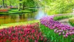 The Most Beautiful Flower Gardens in the World - Holland Tulips