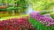 The Most Beautiful Flower Gardens in the World - Holland Tulips