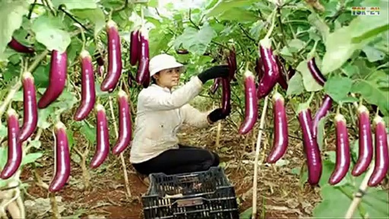Vegetables King - Amazing Agriculture Technology