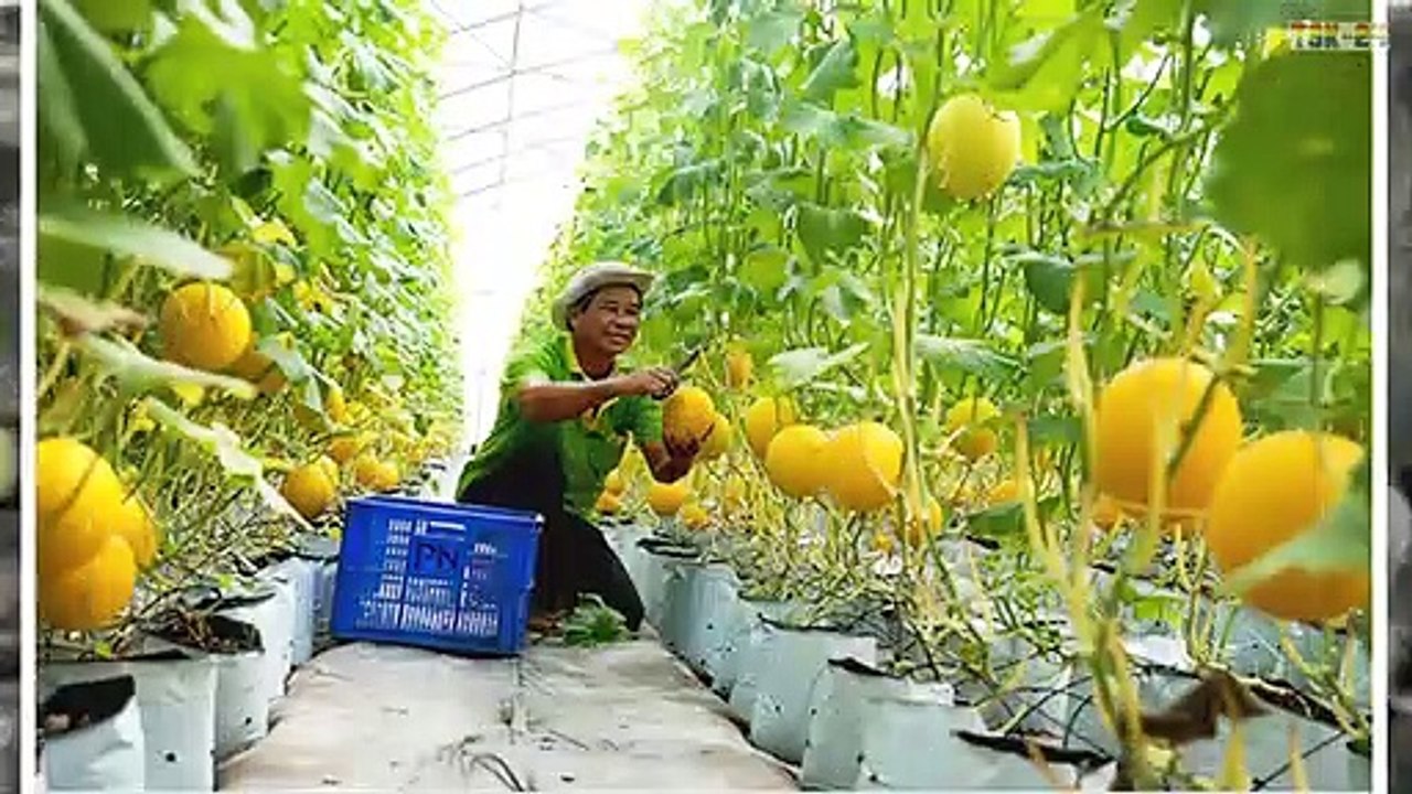 WOW! Amazing Agriculture Technology - Honeydew