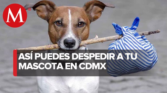Estos son los costos del crematorio para animales