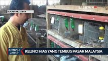 Kelinci Hias Sukabumi Tembus Pasar Malaysia