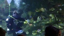 Feeding time aquarium