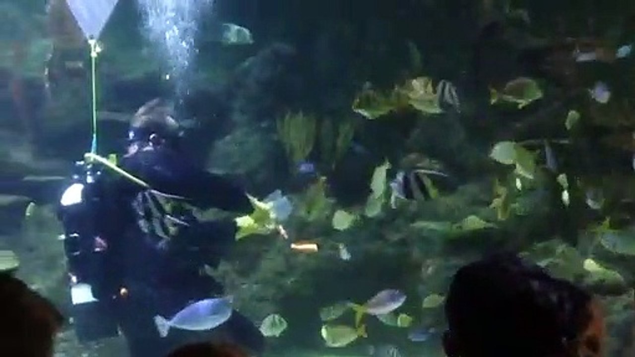 Feeding time aquarium