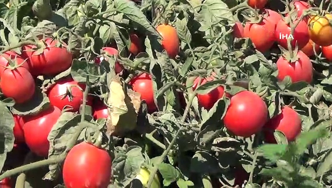 Siverekli işçilerin hasat mücadelesi