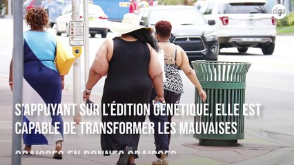 L’édition génétique permettrait de transformer les mauvaises graisses en bonnes graisses