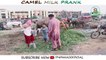 Camel Milk Prank By Nadir Ali & Team P4Pakao 2020