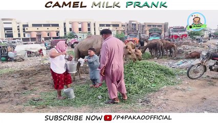 Camel Milk Prank By Nadir Ali & Team P4Pakao 2020