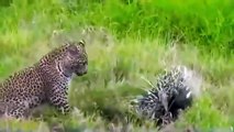 LION , LEOPARD HUNTING PORCUPINE
