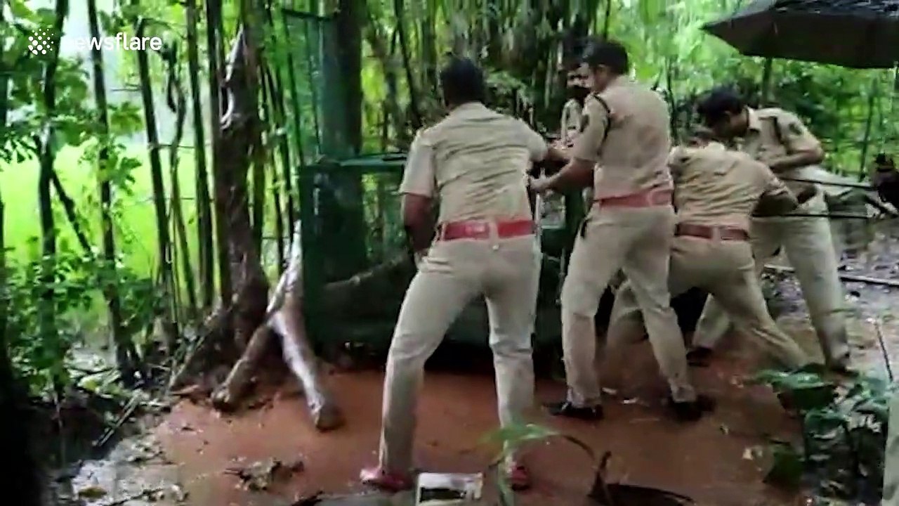 Trapped leopard rescued by forest officials in...