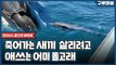 [구루마블] 일본 선박 기름 유출 ··· 모리셔스 해안서 돌고래 떼죽음 / YTN