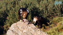 Đại Bàng Hoàng Đế Tây Ban Nha | Loài Chim Săn Mồi Hiếm Nhất Thế Giới