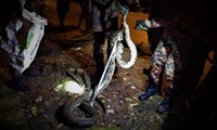 The 4-Meter Long Reticulated Python Captured in Petaling Jaya Malaysia