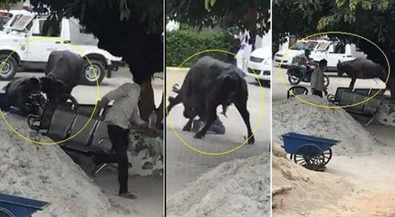 VIDEO: पुलिस थाने में आ घुसी भैंस, दारोगा को सींगों से उठाकर पटका, तोड़ दीं कई गाड़ियां
