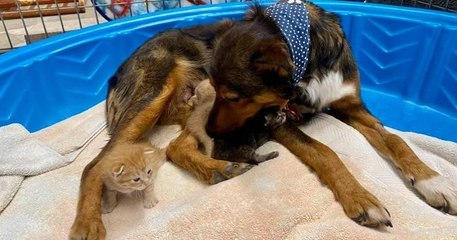 Après avoir perdu sa portée de chiots, une chienne errante adopte un trio de chatons orphelins