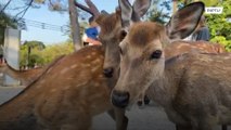 اليابان: لقاء سنوي بين حيوانات الغزال والبشر!!!