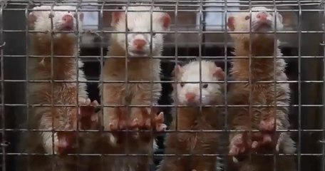 One Voice demande la fermeture immédiate d’un élevage en Eure-et-Loir