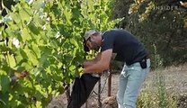 California winemakers are racing to salvage their grape harvests before wildfires destroy them