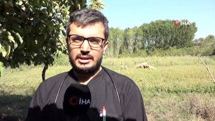 Hayvanlarda gebelik kontrolü artıyor