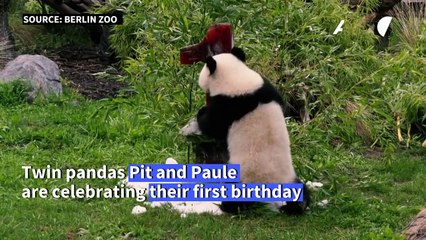 Berlin Zoo pandas celebrate first birthday