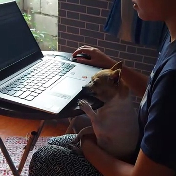 Canine Coworker Resting on the Job