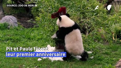 Le zoo de Berlin célèbre l'anniversaire de ses pandas
