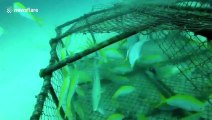 Divers release dozens of rare fish caught illegally in underwater cage