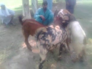 goat meeting in my village