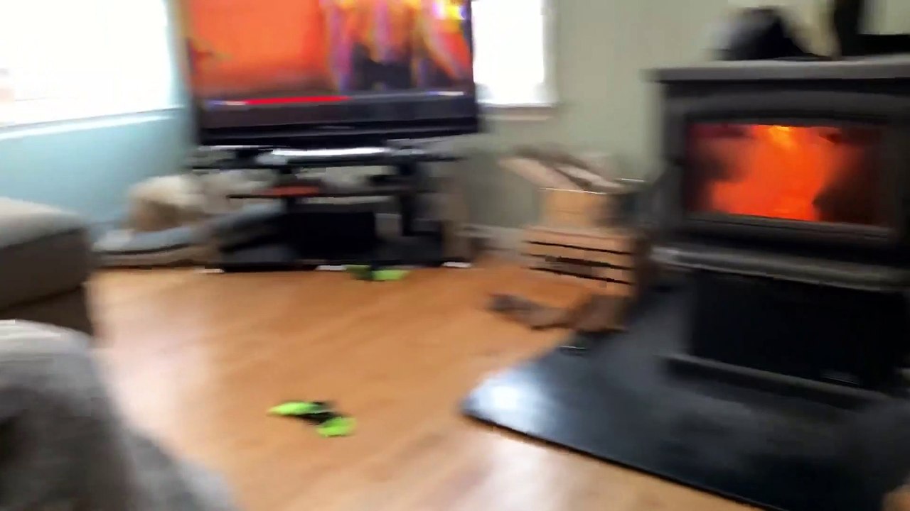 Cat Stuck between Grumpy German Shepherds