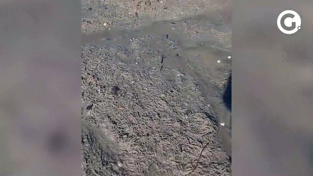 Larvas voltam a aparecer nas areias da Praia de Camburi, em Vitória