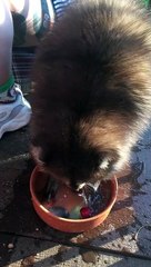 Rescued Raccoon Playing with Colored Rocks in Watering Dish