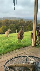 Eastern Grey Kangaroos Keep the Lawn Trimmed
