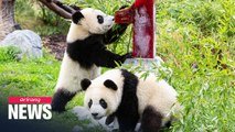 Berlin Zoo's twin panda cubs celebrate their first birthday