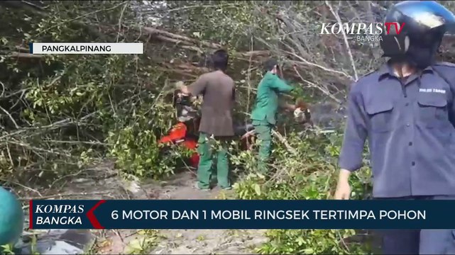 Tujuh Kendaraan Tertimpa Pohon Berusia 100 Tahun di Pangkalpinang