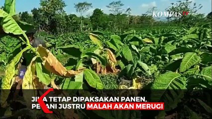 Kesal Harga Anjlok!! Petani Tembakau Rusak Tanamannya