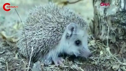 Hevsel'de, uzun kulaklı çöl kirpisi görüldü