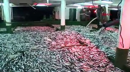 Çanakkalede yeni sezonun ilk gecesinde 25 ton sardalya yakaladılar