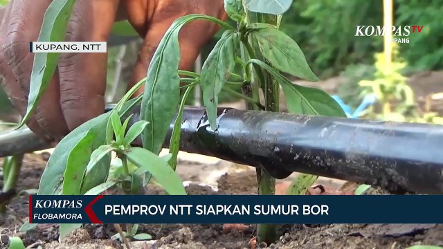 Pemprov NTT Kembangkan Pertanian di Musim Tanam Kedua