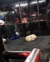 Hombre se quita sus prendas de vestir para dárselas a un perro callejero