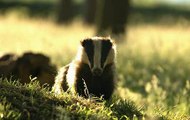 BBC Radio 4_Farming Today 26Aug20 - the badger cull