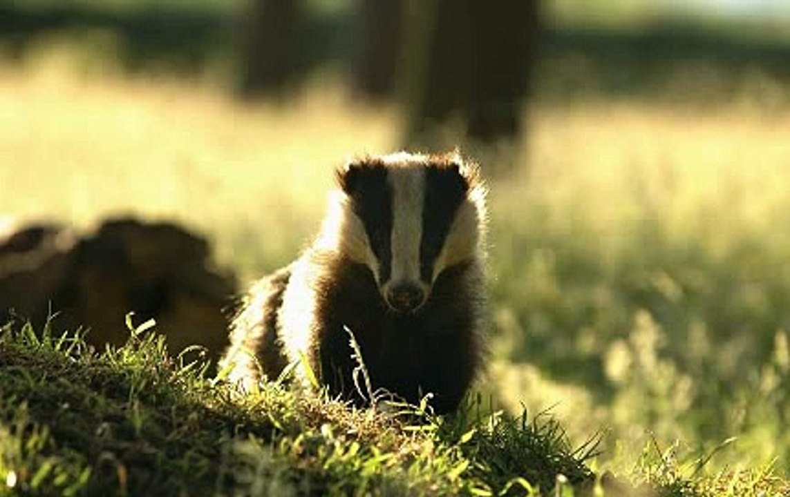 BBC Radio 4_Farming Today 26Aug20 - the badger cull
