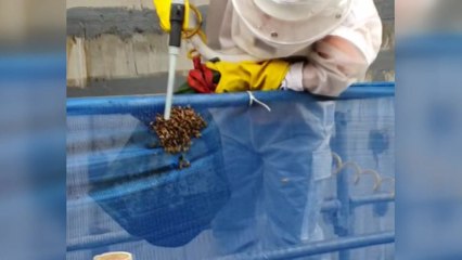 서울 소방본부 "장마 끝 도심 '말벌떼' 출몰 우려" / YTN