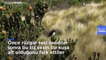 Video: Dişileri ötüşüyle  etkileyen dünyanın en tiz sesli sinek kuşu